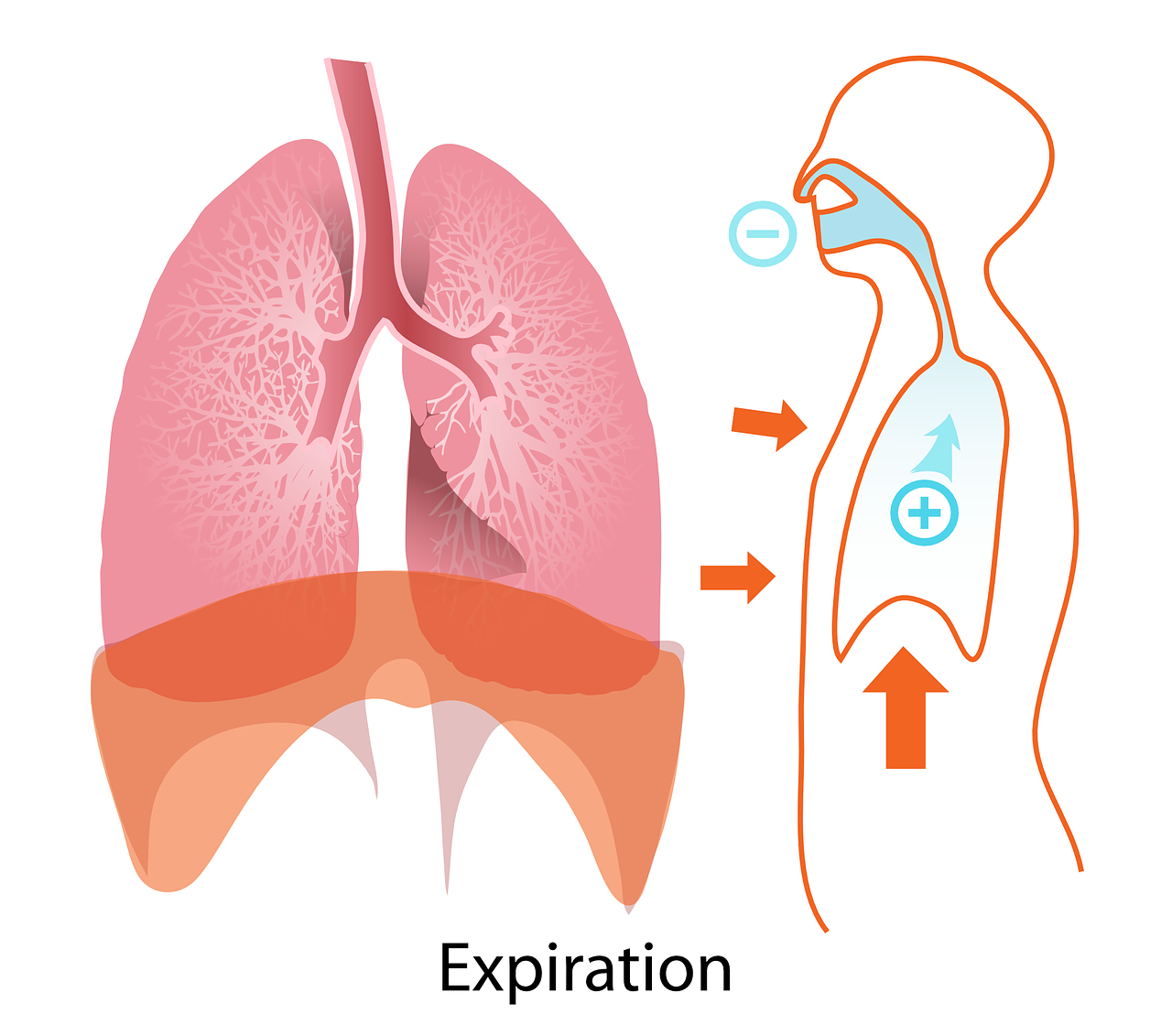 青松康复护理知识：慢阻肺自测及预防，保护自己的肺